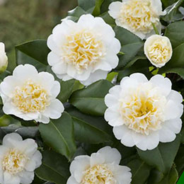 Japanese Camellia 'Brushfield’s Yellow'